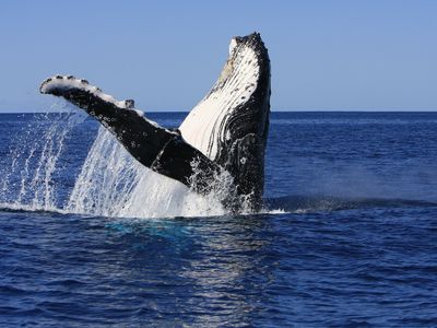 A humpback whale