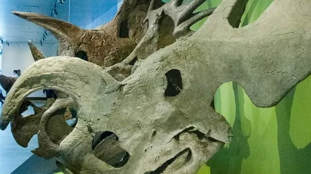 A reconstruction of an Einiosaurus skull in a ceratopsid gallery at the Natural History Museum of Los Angeles.