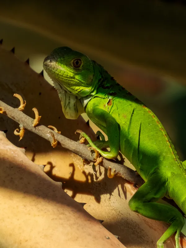 An Anxious Iguana thumbnail