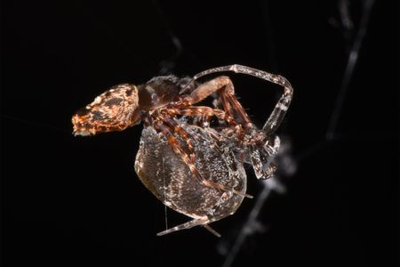 A male Philoponella prominens spider (top) mates with a female.