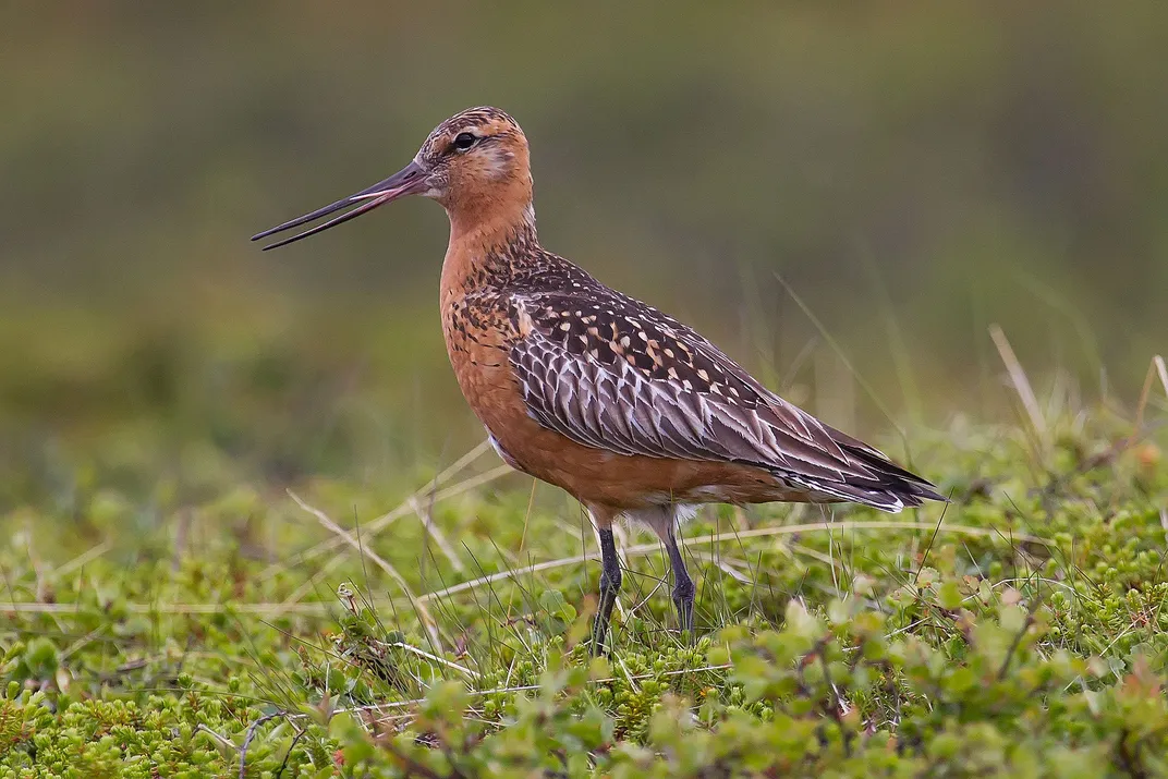 Bar-Tailed Godwit