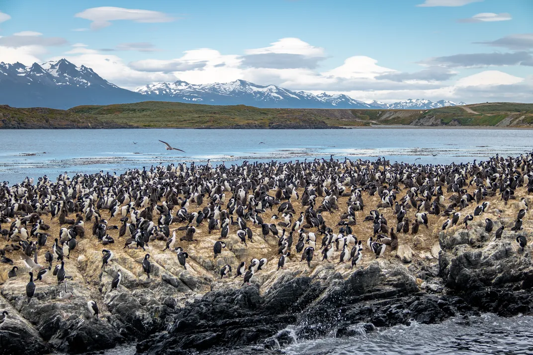 Cormorants along the Beagle Channel