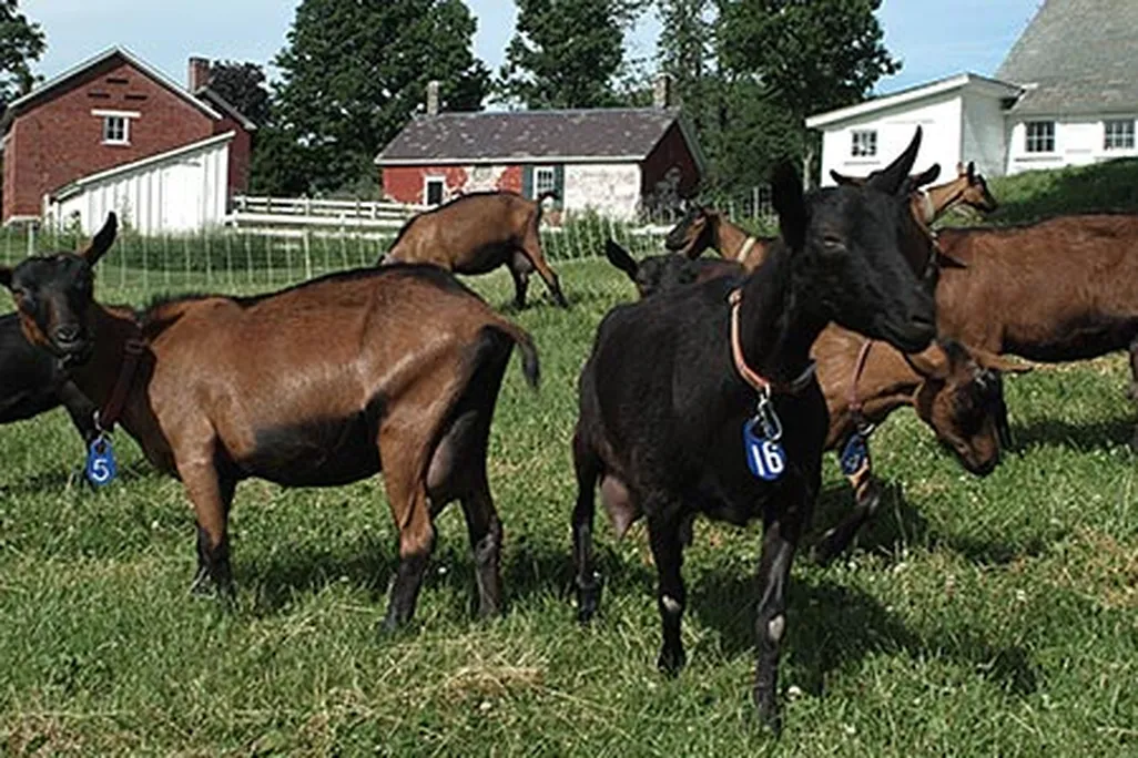 Consider Bardwell Farm goats