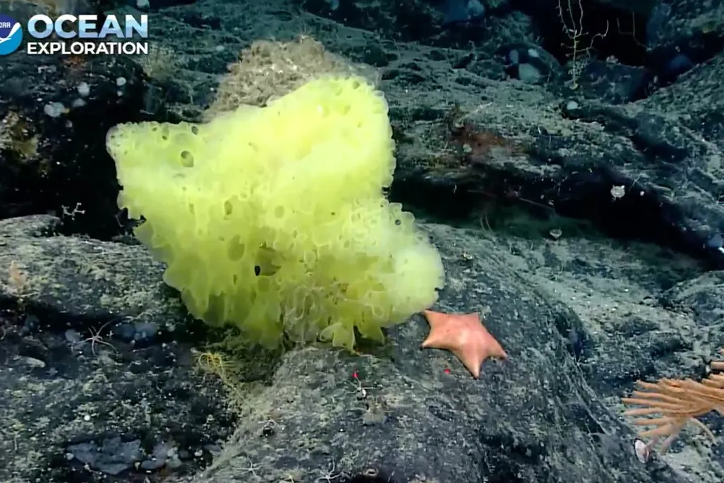An underwater image of a yellow sea sponge next to a smaller bright pink starfish. Both are resting on large black rocks. 