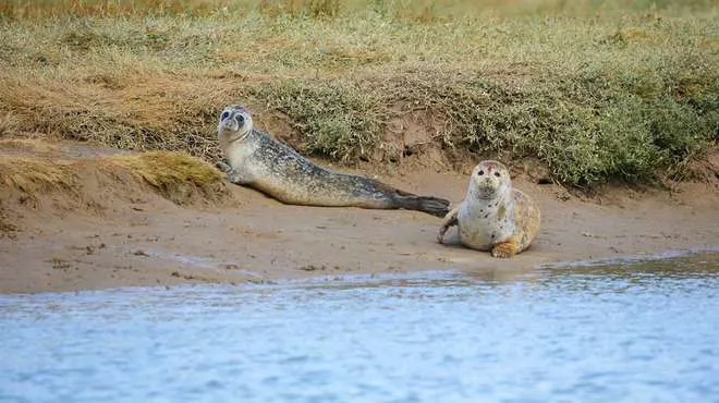Two seals lay on the riverbank. The blue water flows in front of them, and they rest on a sandy patch near some grass.
