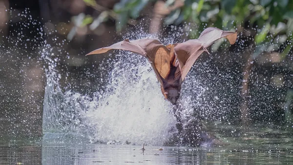 Freshwater crocodiles hunt Flying Foxes from shallow waters thumbnail