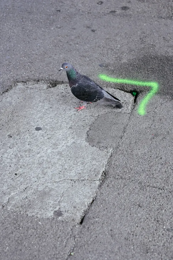 Untitled (Pigeon with Marking) thumbnail