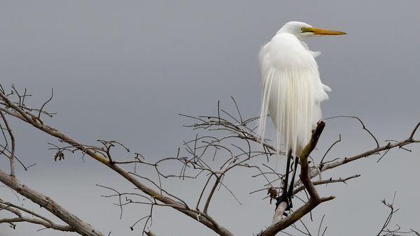 Great Egret in the Everglades thumbnail