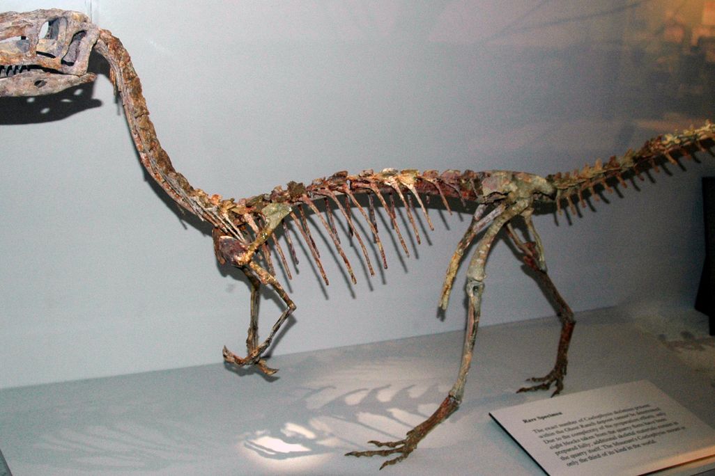 Coelophysis