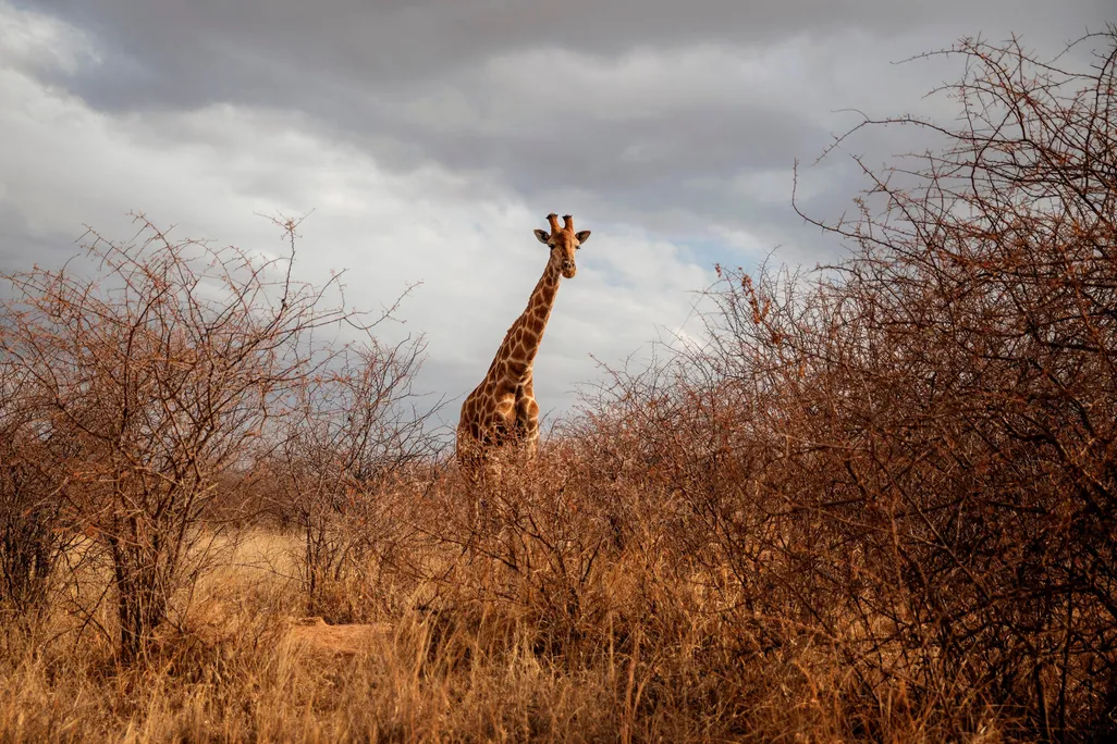In the foreground, tall brush and grass blur a tall giraffe standing in the field. In the background, gray clouds loom overhead.