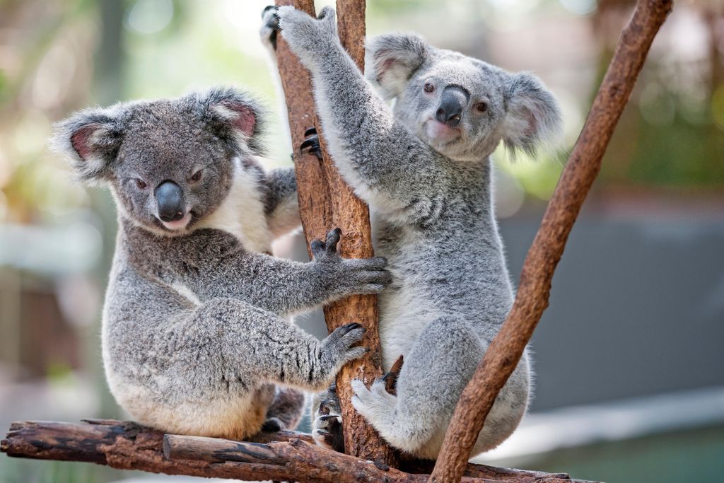 two koalas