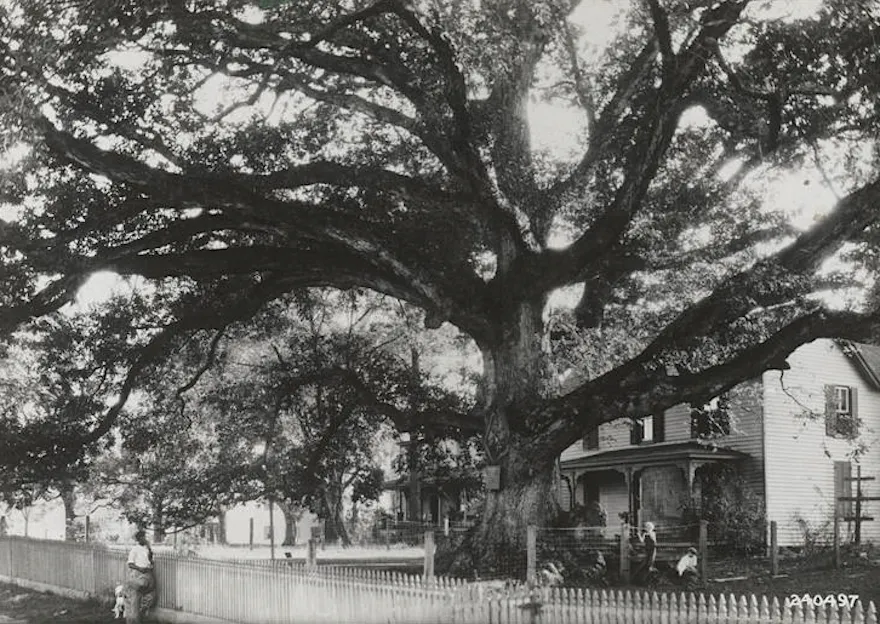 Black and white photo of an extremely large oak tree in the front yard of an old home