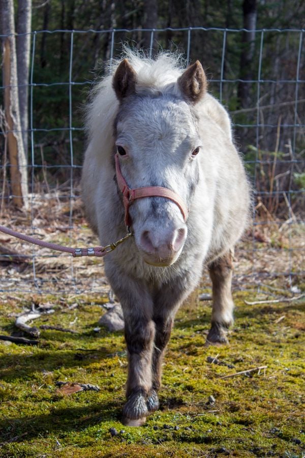 A miniature horse recently relocated to a new farm thumbnail