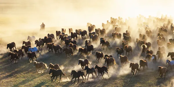 Driving Horses thumbnail