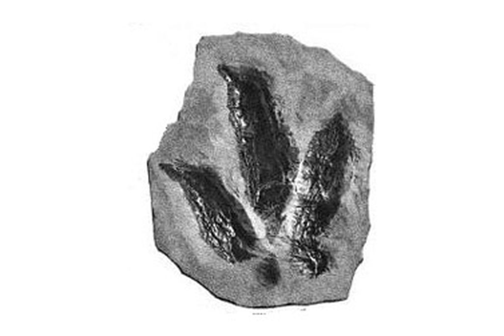 One of the many dinosaur tracks figured in Edward Hitchcock's Ichnology of New England.