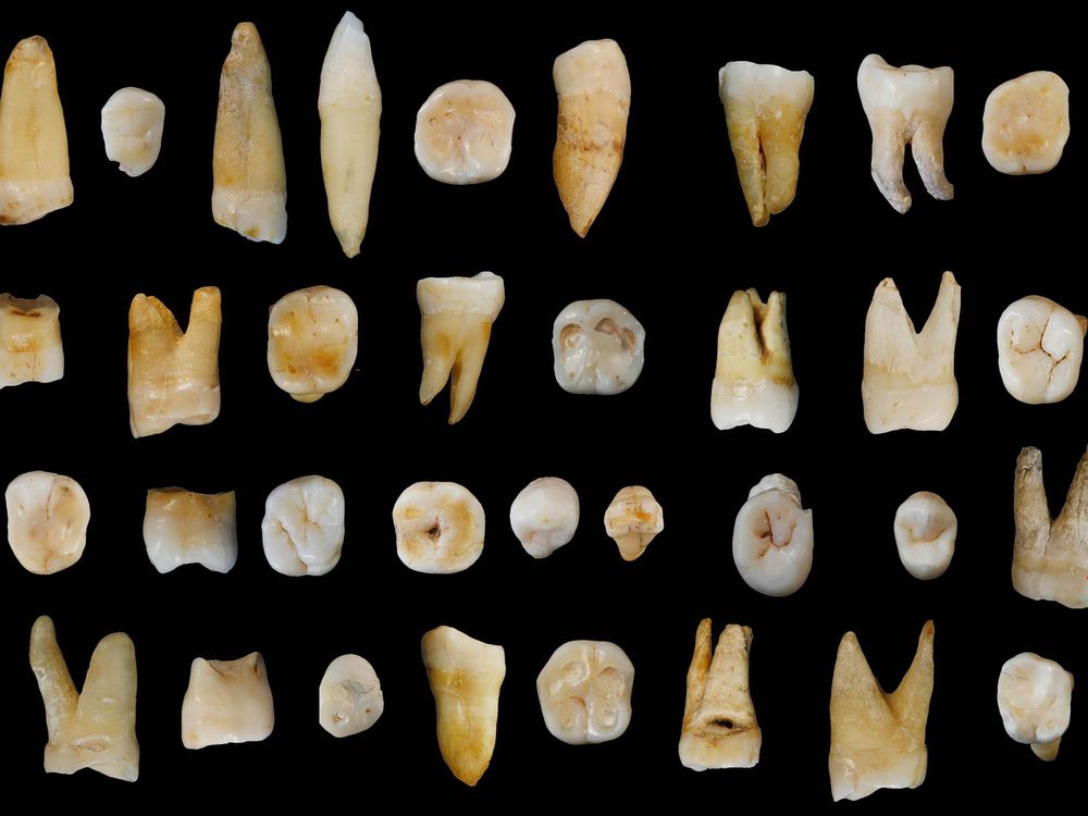 fossil teeth china