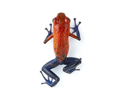 What explains the vivid colors of the strawberry poison-dart frog?