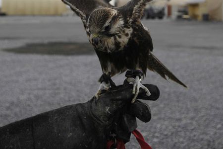 A natural predator helps prevent bird strikes at an air base in Kyrgyzstan.