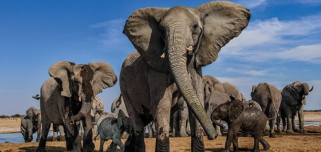 Mean-Girls-elephants-at-Etosha-National-Park-631.jpg
