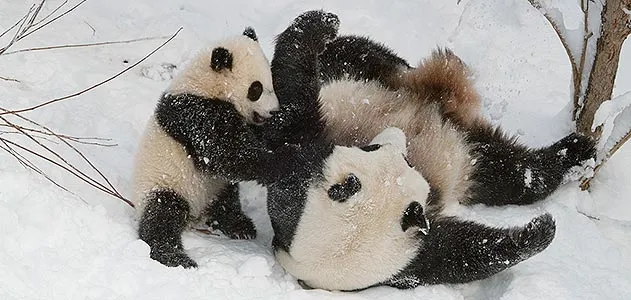 Tai Shan playing in the snow
