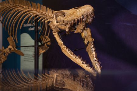 The centerpiece is a cast of the reconstructed remains of Prognathodon kianda, which make up the most complete skeleton of this species found to date.