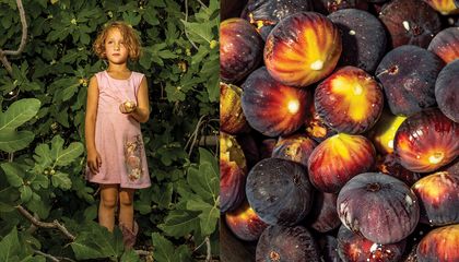 In California, the Search for the Ultimate Wild Fig Heats Up