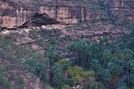 Hidden within Baja's backcountry, many rock-art sites are accessible only on foot or by mule. For most travelers, the starting point is the town of San Ignacio. Visitors willing to brave hardships will find themselves confronting prehistory directly. In the landscape surrounding the Cueva Pintada site, for instance, palms flourishing in the canyons may well be the same species paleolithic painters used in constructing scaffolding to create their monumental art.