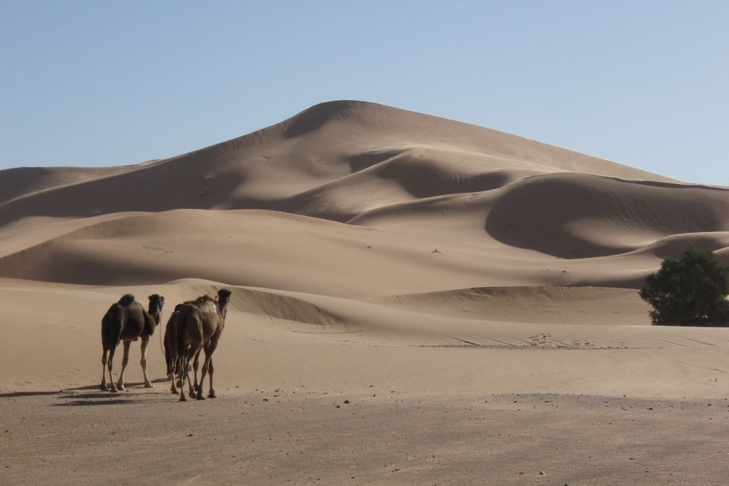 Sand dune with camels in the foreground