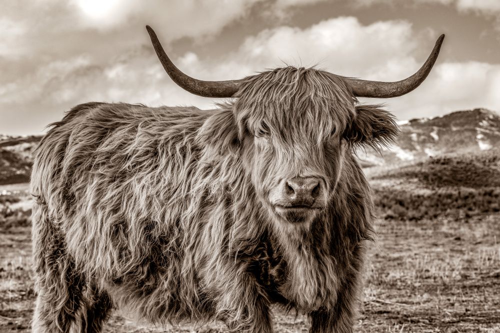 This sepia-toned image, "Queen of the Range," immortalizes a Highland Cow on Carey, ID's stark winter range. A portrait of raw beauty and resilience, her presence dominates the rugged, expansive landscape.
