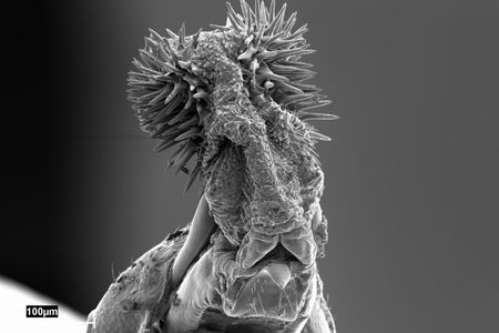 This is cowpea seed beetle penis, not a weapon from Game of Thrones