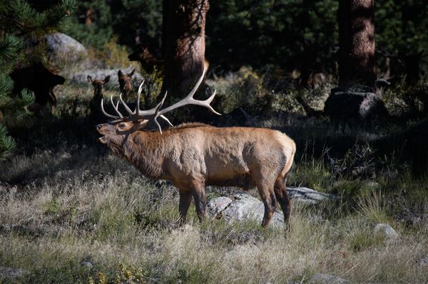 Elk bugling in Rocky Mountain National Park thumbnail