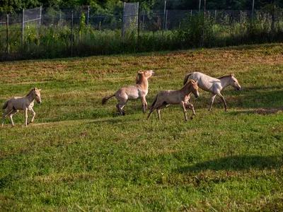 Four Przewalski's horse foals—one filly and three colts—have been born at the Smithsonian Conservation Biology Institute since mid-March.
