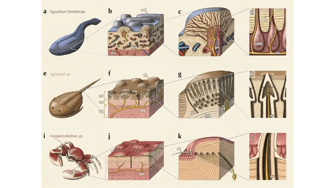a diagram comparing nerves on ancient vertebrate fish, ancient arthropods, and modern arthropods that allow the animals to sense their environment