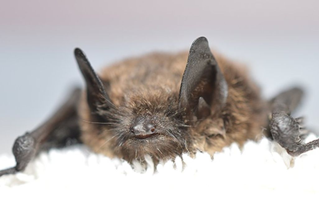 The WA Bat with White-Nose