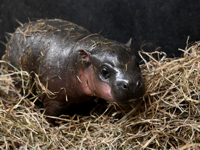 A baby pygmy hippo was born at Virginia&#39;s Metro Richmond Zoo in December in another viral birth for the endangered species.
