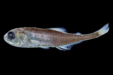 A preserved specimen of the Blue Lanternfish with bioluminescent spots. New research shows that the blue lanternfish's glow isn't that unique - among ocean-dwelling fish, four out of five are bioluminescent.