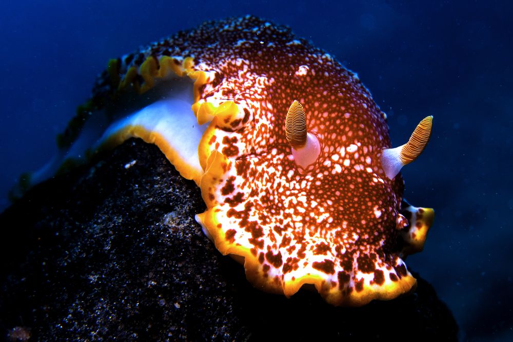 OPENER - Imagine dragons—or go for a dive in the Pacific Ocean and keep an eye out for this astonishing two-inch sea slug known as Goniobranchus sp. 1.
