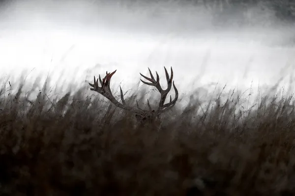 Surface Tension thumbnail