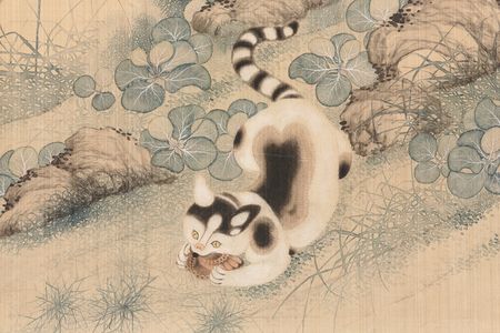 The study included two species of small cats, domesticated cats and leopard cats.