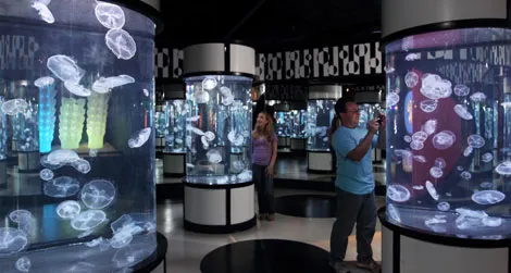 "The Jellies Experience" is at the Monterey Bay Aquarium through September 2014