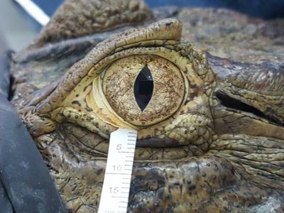 Researchers collecting tears from Broad-snouted caiman.