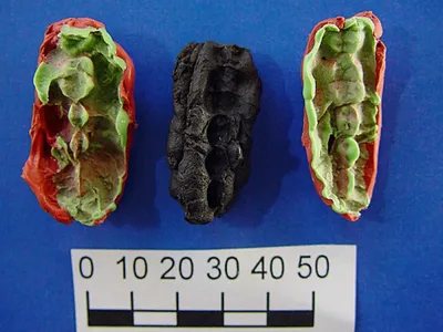 Casts of the ancient chewing gum pieces, which were found in Sweden and date to between 9,540&nbsp;and 9,890 years ago.