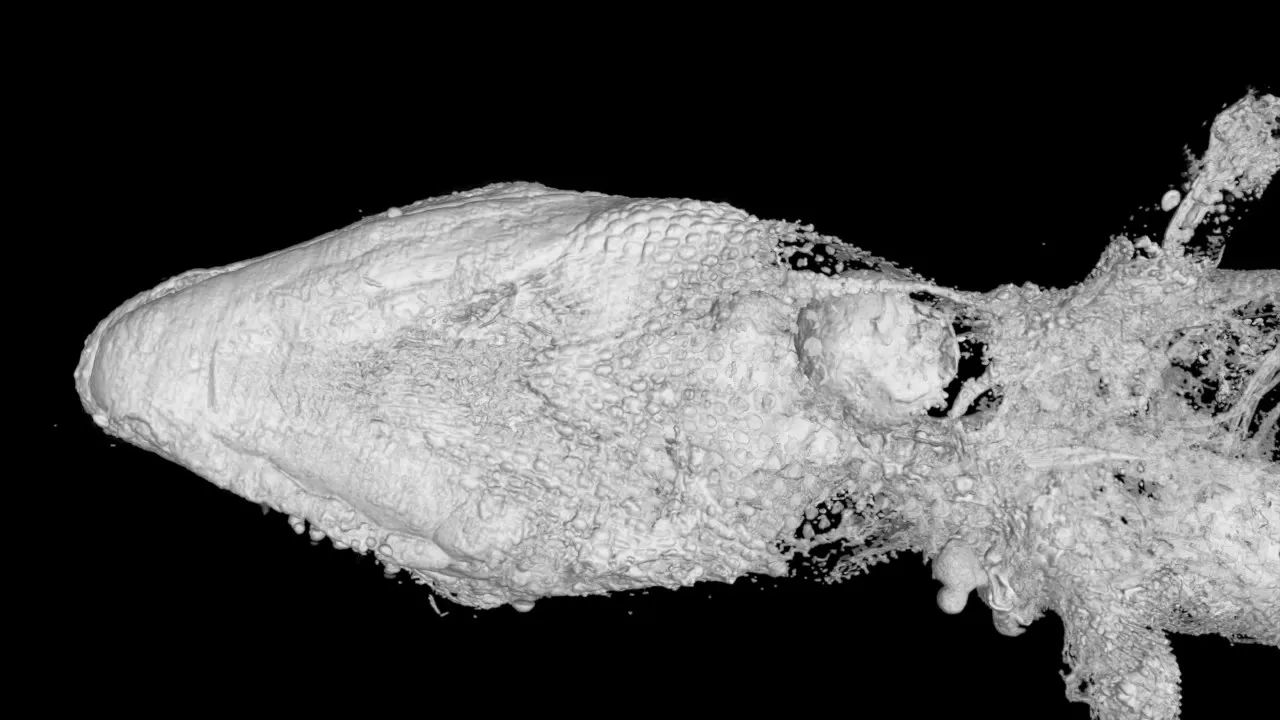 Preview thumbnail for Ancient Lizards Revealed in 3D Scans