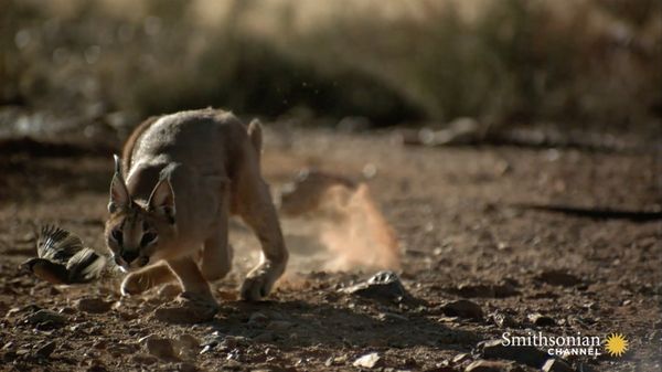Preview thumbnail for Incredible: A Caracal Slaps Down a Bird in Flight