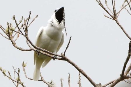 A male white bellbird screaming its mating call.