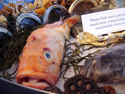 20110520090031fish-still-life2831007225_946f81af9e.jpg