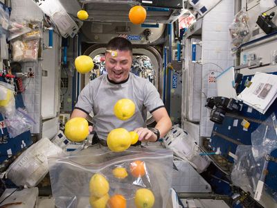Kjell Lindgren corrals fruit into a bag onboard the station. At least oranges should be easy to find.