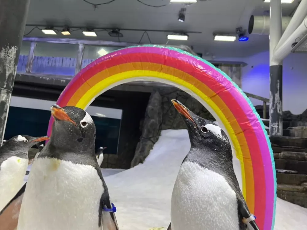 Two penguins in front of an inflatable rainbow