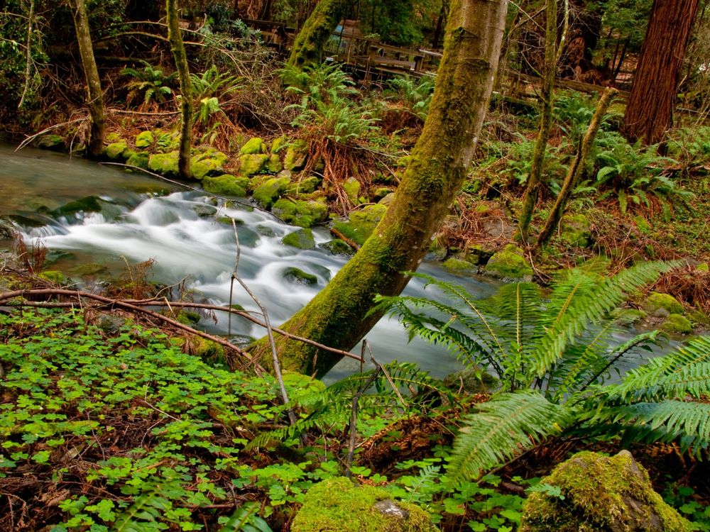 Waterfall hidden behind the trees at Muir Woods in California