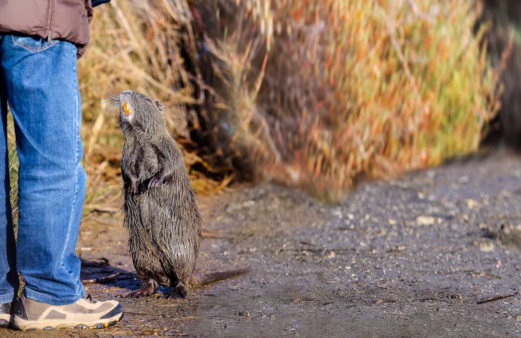 Nutria